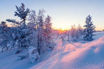 Beautiful winter landscape with snow-covered trees in Lapland