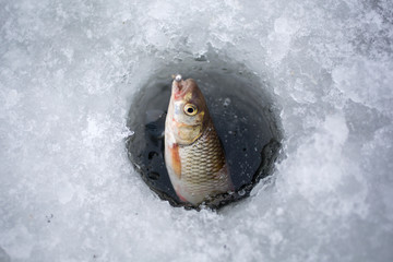 caught fish out of ice in winter