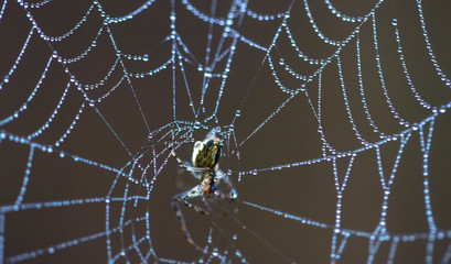 forest spider on the net 
