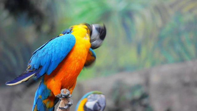Large multi-colored macaw parrot