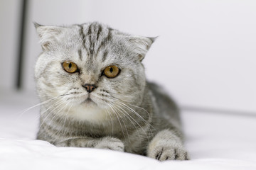 Cat are squat on white bed in the room.