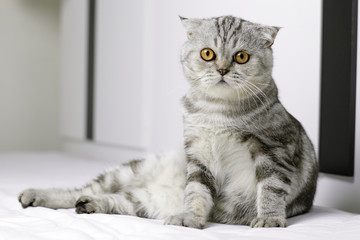 Cat sitting on white bed in the room.