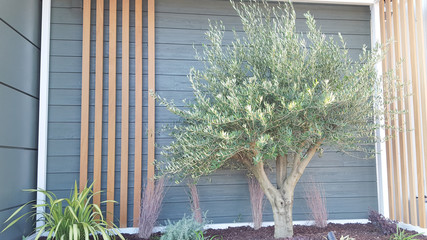 olive tree in home garden under grey wall