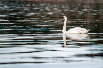 Swan