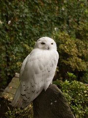 Snowy owl (Bubo scandiacus)