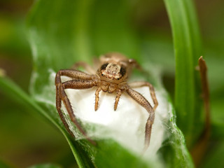 The brown crab spider (Misumena vatia) with cocoon in a grass, Czech Republic