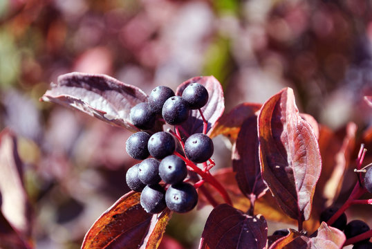 Frangula alnus (alder buckthorn, glossy buckthorn, breaking buckthorn) branch with black berries and red leaves on blurry background