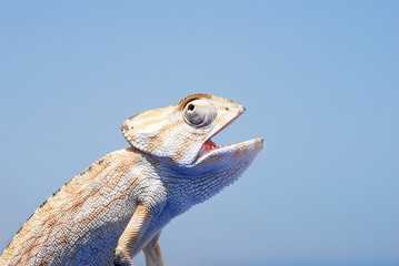 Caméléon