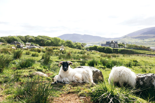 Sheep sitting in field on Isle of Skye, Scotland