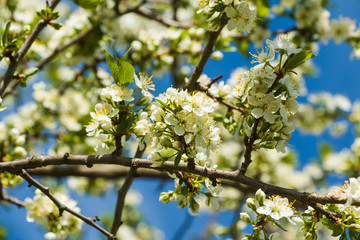 Spring blossom, white flowers at plum tree, closeup.