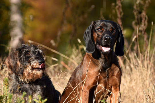 Bayerischer Gebirgsschwei&szlig;hund und Zwerg-Rauhaardackel