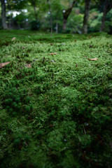 秋 紅葉 こけ 苔 山 森林 日本
