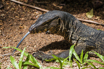 Hunting varan with long tongue, close-up, Thailand