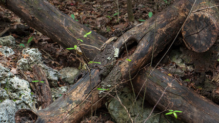 Fototapeta na wymiar Fallen small trees in a forest making an X formation on the ground