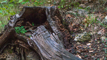 Interesting looking remnants of tree trunk in forest