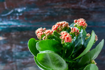 Pink kalanchoe flowers. Selective focus. Macro