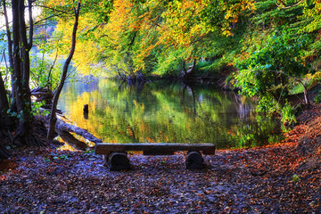 Autumn view of the forest lake with trees and bench.