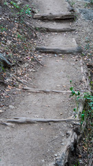 Small dirt path through lush green forest