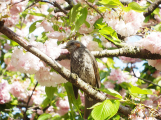 八重桜の木にとまるヒヨドリ