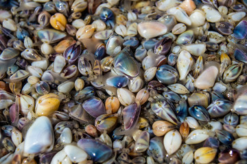 Colorful Bean Clams on the Beach