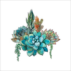 Bouquet of succulents. Flower arrangement for design. Watercolor. Graphics Vector