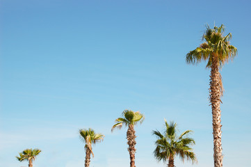 Five palm trees of different heights against the blue sky