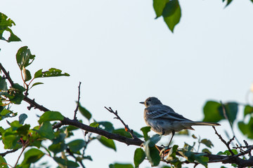 Juvenile white wagtail or Motacilla alba