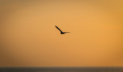 Fototapeta na wymiar gull at sunset