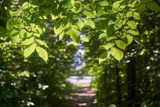 The branches of the elm tree  over the forest path.