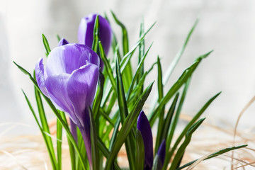Fototapeta na wymiar Spring purple crocus flowers