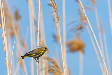 European Greenfinch or Carduelis chloris perched on a branch