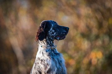 portrait of dog