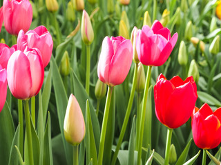 Red and pink tulips in field