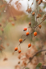 berries of rosehip branch after rain in forest