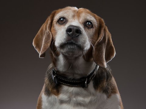 Beagle portrait