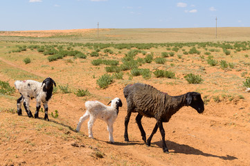 Sheep with lambs in the steppes of the semidesert
