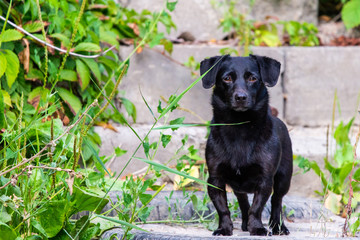 Cute black dog stands outside in nature