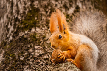 Naklejka na ściany i meble A red squirrel or Sciurus vulgaris also called Eurasian red sguirrel in autumn park forest. Autumn squirrel portrait.