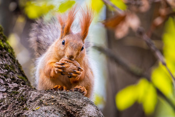 A red squirrel or Sciurus vulgaris also called Eurasian red sguirrel in autumn park forest. Autumn...