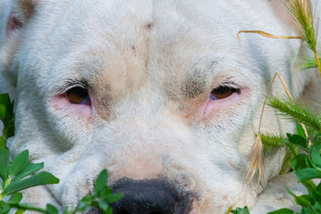 Closeup portrait of white staffordshire terrier. American staffordshire in garden or park