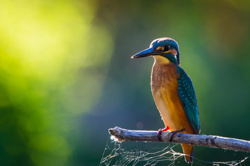 Common European Kingfisher or Alcedo atthis perched on a stick above the river and hunting for fish