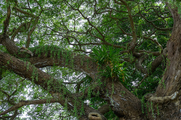Close up of Samanea saman plant.