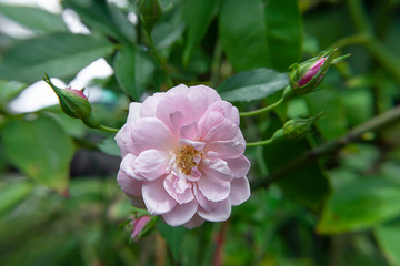 pink of Damask Rose flower.