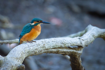 Common European Kingfisher or Alcedo atthis perched on a stick above the river and hunting for fish