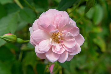 pink of Damask Rose flower.