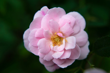 pink of Damask Rose flower.