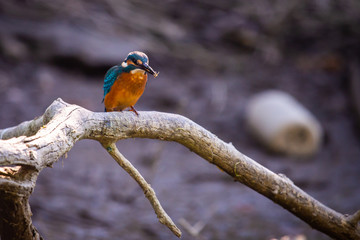 Kingfisher or Alcedo atthis perches with prey on branch