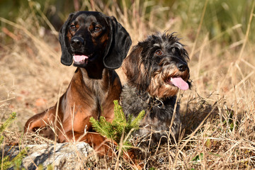 Bayerischer Gebirgsschweißhund und Zwerg-Rauhaardackel