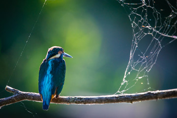 Common European Kingfisher or Alcedo atthis perched on a stick above the river and hunting for fish