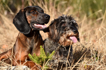 Bayerischer Gebirgsschwei&szlig;hund und Zwerg-Rauhaardackel